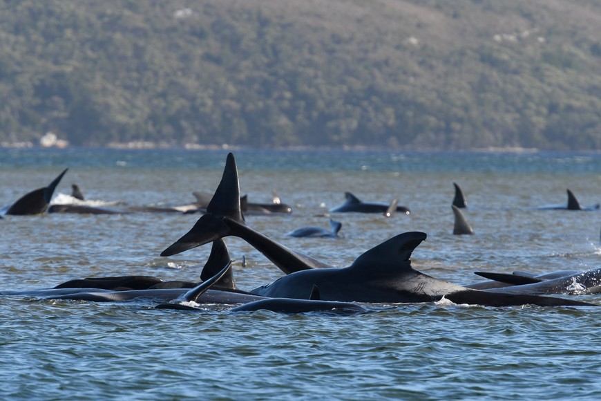 A pod of whales, believed to be pilot whales, is seen stranded on a sandbar at Macquarie Harbour, near Strahan, Tasmania, Australia, September 21, 2020.  AAP Image/The Advocate Pool, Brodie Weeding via REUTERS  ATTENTION EDITORS - THIS IMAGE WAS PROVIDED BY A THIRD PARTY. NO RESALES. NO ARCHIVE. AUSTRALIA OUT. NEW ZEALAND OUT