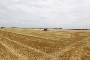 Un campo en el pueblo de General Belgrano, 160 km al oeste de Buenos Aires. Foto: Reuters