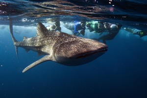 Snorkelers swim with a whale shark, the world's largest fish, at Maldives' South Ari Atoll August 27, 2012. The whale shark inhabits in tropical and temperate waters and is listed by the International Union for Conservation of Nature as a vulnerable species. Picture taken August 27, 2012.  REUTERS/David Loh (MALDIVES - Tags: ANIMALS TRAVEL SOCIETY) islas maldivas  hombres nadando alrededor de tiburon ballena animales tiburones ballena