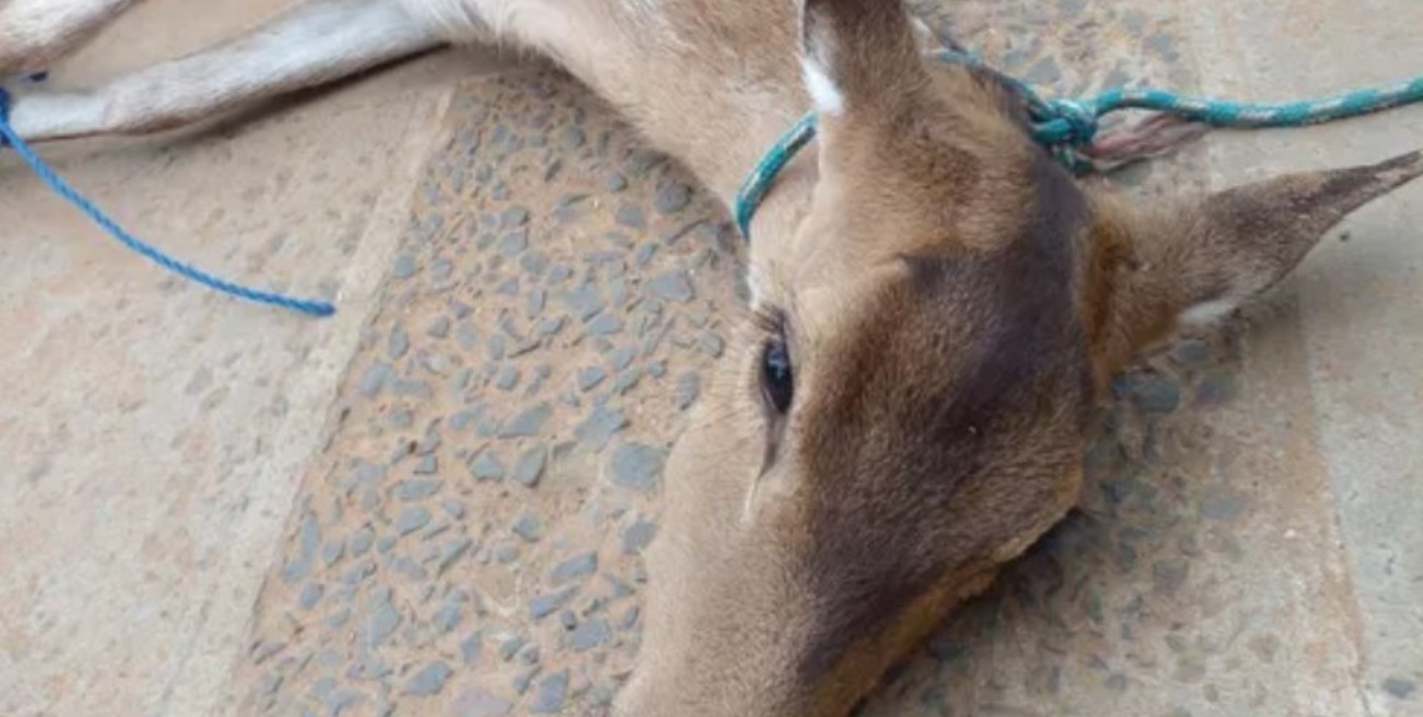 Un pescador rescató a una ciervita "tipo Bambi" de las aguas del río Paraná