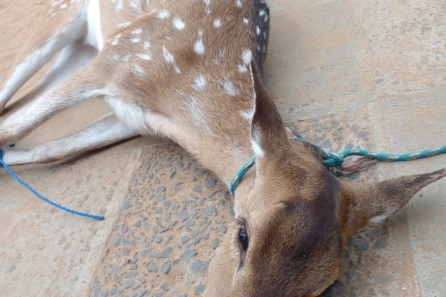 Es como "Bambi" de la película de Disney, dijeron en el lugar. 