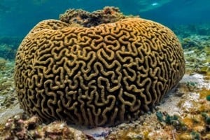 Un arrecife es una estructura subacuática hecha del carbonato de calcio secretado por corales.