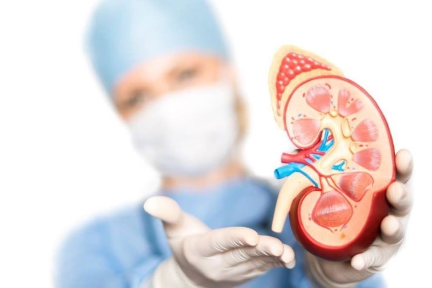 riñon riñones renal