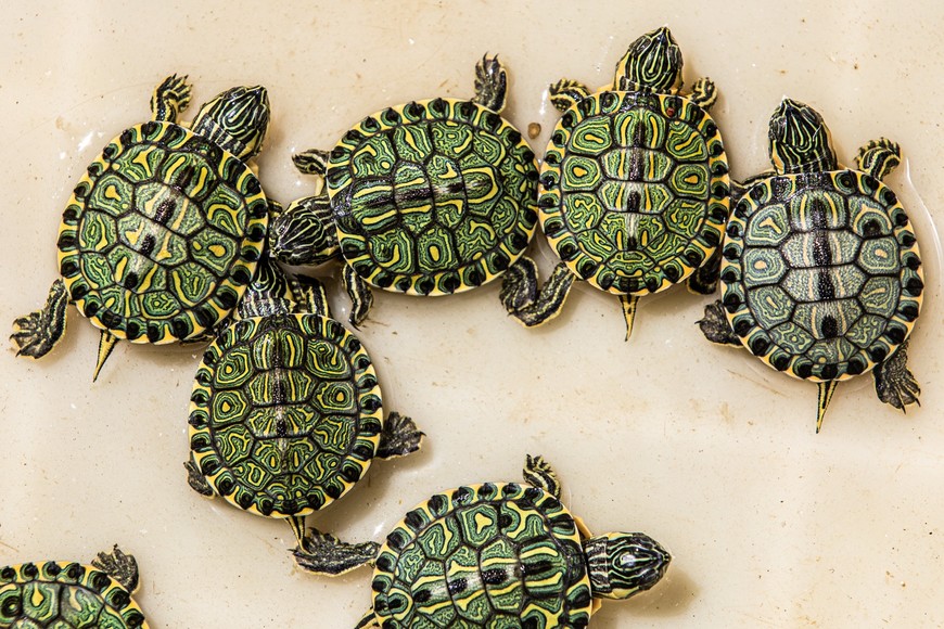 La reserva está ubicada al norte de la Ciudad Universitaria, junto al Predio UNL-ATE y frente a la laguna Setúbal. Gentileza