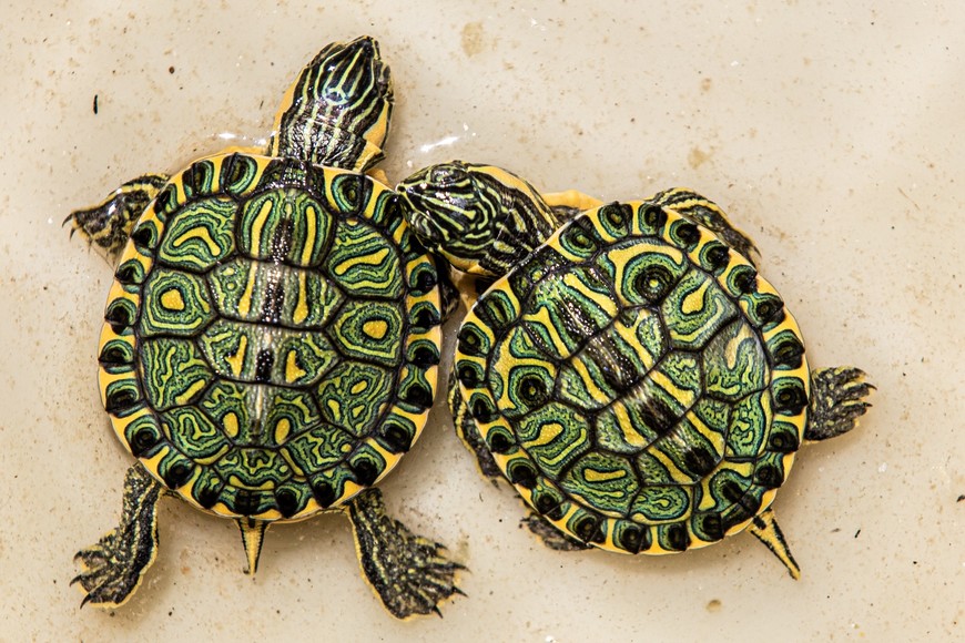 La reserva está ubicada al norte de la Ciudad Universitaria, junto al Predio UNL-ATE y frente a la laguna Setúbal. Gentileza