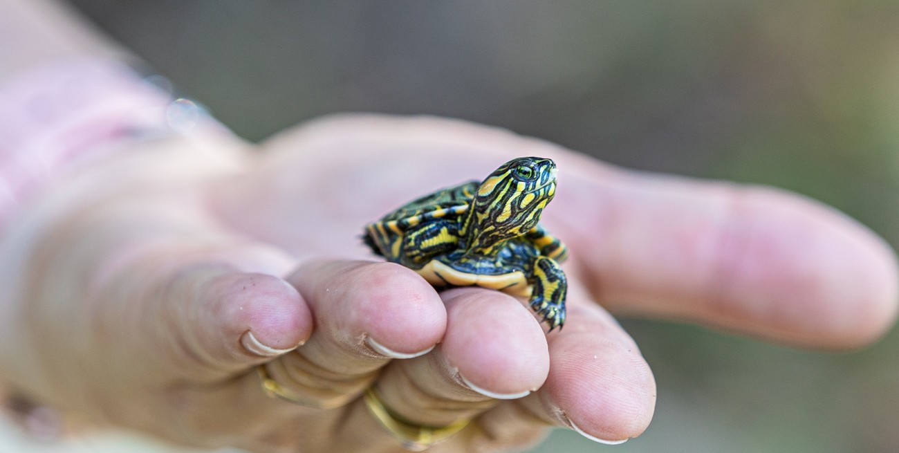 Reserva Ecológica de la UNL: nacieron 9 tortugas “Tigre de río”
