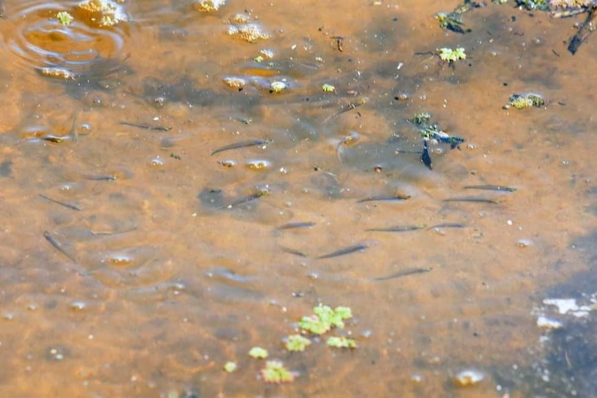 Crédito: Guillermo Di Salvatore