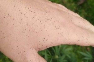 Los trips se sumaron al insoportable calor y crearon una combinación de terror. Crédito: @cultivosindustrialesuba