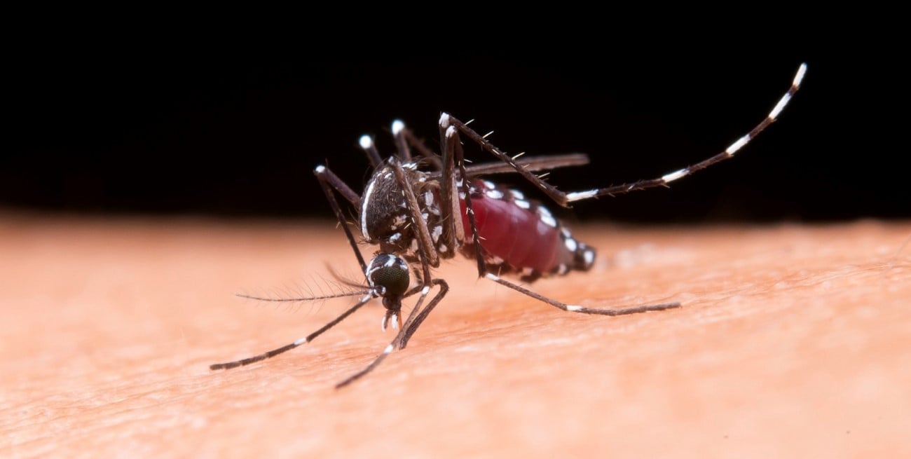 Dengue: en aumento y diseminado, hay 2312 casos en 14 departamentos de la provincia de Santa Fe