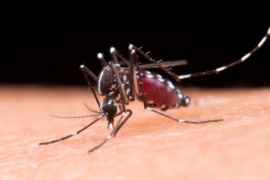 El mosquito Aedes aegypty transmite dengue, zika y chikungunya entre una numerosa lista de enfermedades. Una forma de evitar su reproducción es eliminar recipientes que acumulan agua.