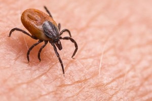 Recomiendan usar pantalones largos, evitar la maleza y el pasto alto y usar repelentes de garrapatas