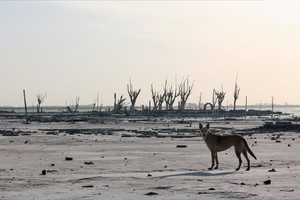 A dog stands in the remains of the city of Miramar de Ansenuza, flooded in the 70's, and now uncovered by a prolongued drought affecting the Mar Chiquita lagoon, in Cordoba, Argentina February 20, 2023. REUTERS/Sebastian Toba NO RESALES. NO ARCHIVES