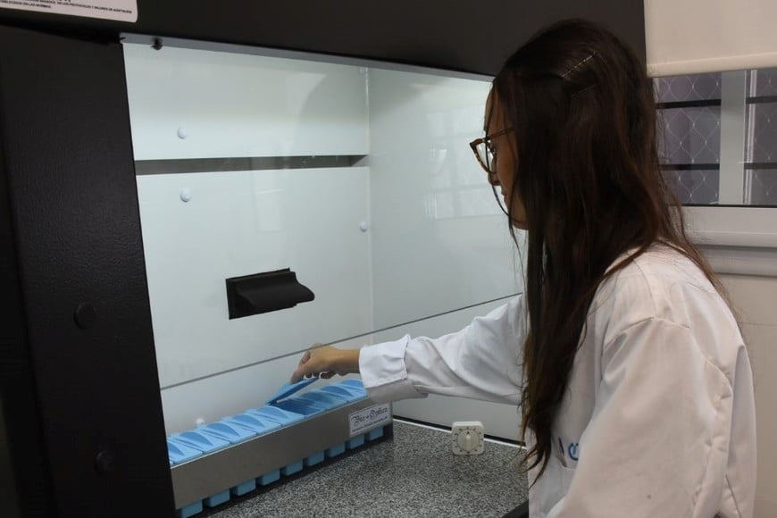 Con una inversión de más de 30 millones de pesos.Créditos: Mauricio Garín