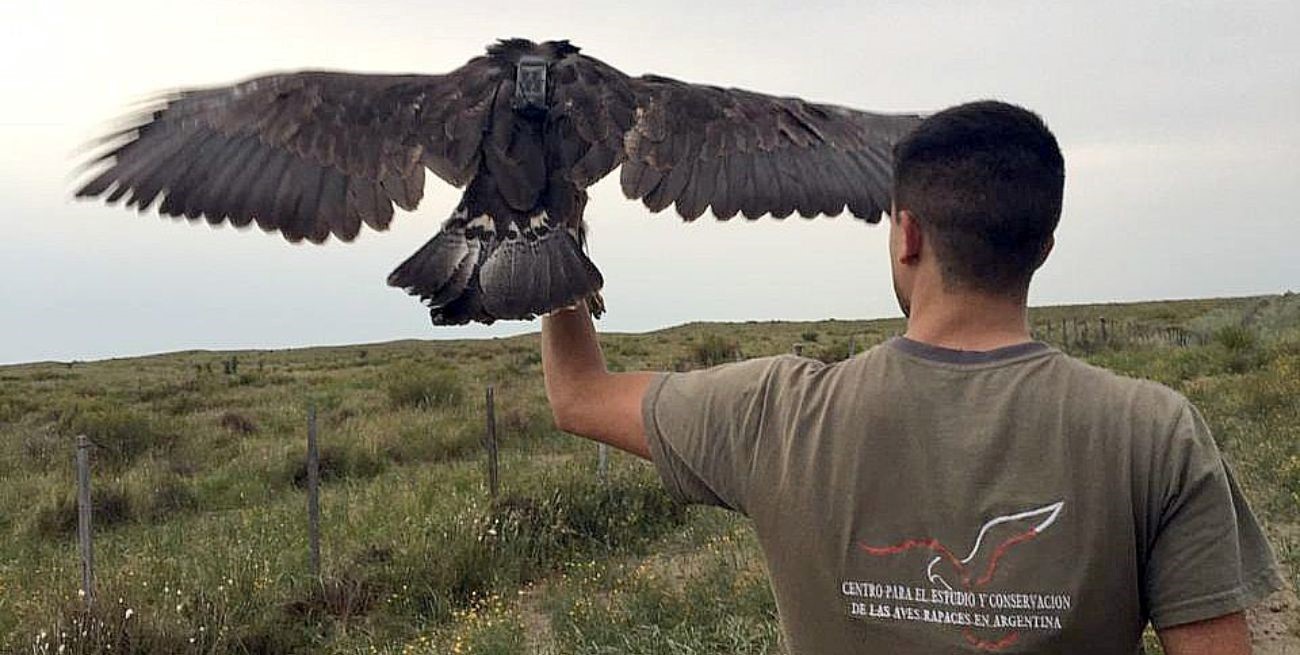 Buscan un GPS imprescindible para evitar la extinción del Águila Coronada -  El Litoral