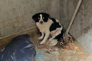 Así se encontraba la mascota luego de ser arrojada.