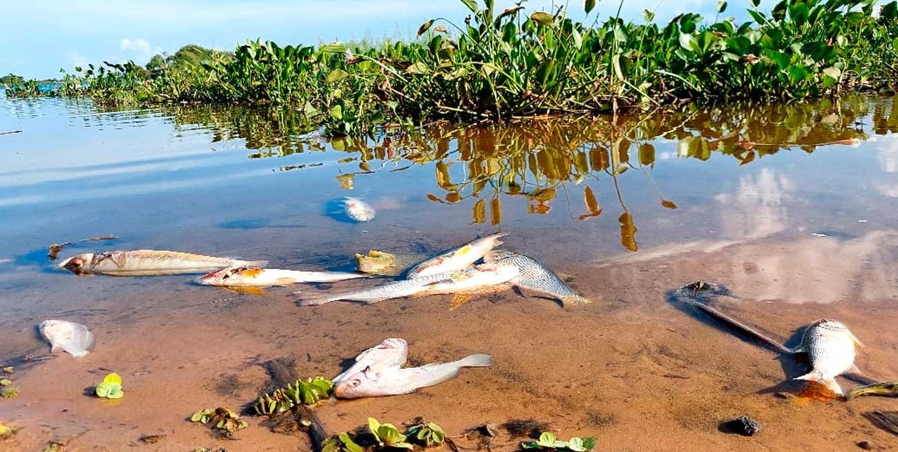 Una localidad de la costa santafesina está en alerta por la elevada mortandad de peces