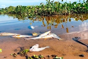 Peces muertos San Javier