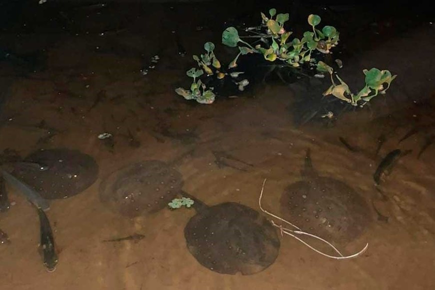 Peces muertos San Javier