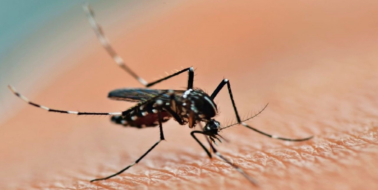 Dengue: 9.681 casos en la provincia de Santa Fe y 41.257 en el país