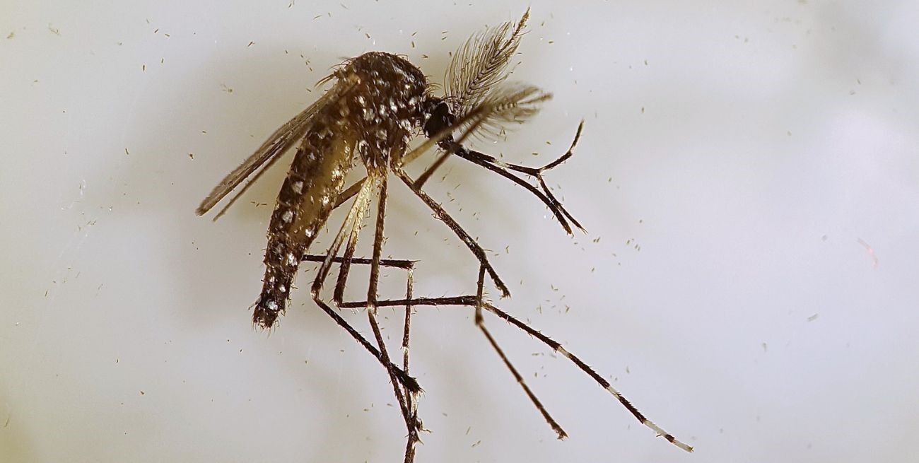 Dengue: en una semana se sumaron 1300 nuevos casos en la provincia de Santa Fe