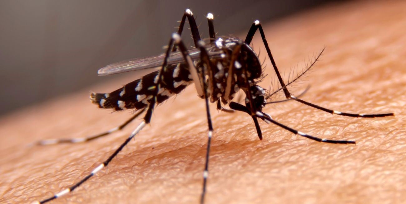 Dengue: cuánto tardan en manifestarse los síntomas, qué hacer y cómo actuar  - El Litoral