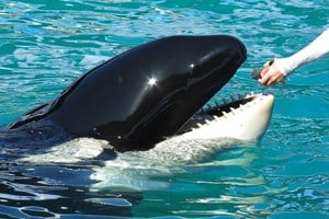 Lolita the Killer Whale is fed a fish by a trainer during a show at the Miami Seaquarium in Miami in this file photo from January 21, 2015. Animal activists seeking to free Lolita, a killer whale living in captivity for more than four decades, asked a federal appeals court in Florida March 24, 2015 to reconsider whether U.S. officials “rubber stamped” an aquarium’s license to keep her.  Picture taken January 21, 2015.   REUTERS/Andrew Innerarity/Files miami eeuu lolita acuario de miami ballena asesina con su entrenador activistas quieren liberar a la orca