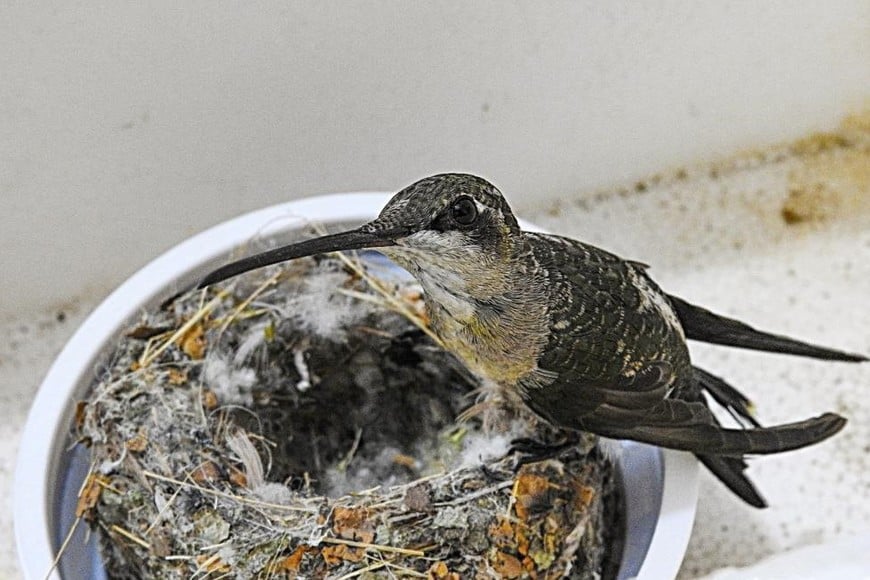 El pequeño picaflor hembra Esperanza. Crédito: Miguel Angulo