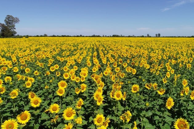 La molienda de girasol creció 34% interanual y alcanzó su mejor octubre en una década