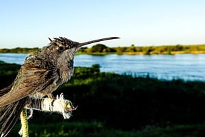 El pequeño picaflor hembra Esperanza. Crédito: Miguel Angulo