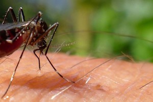 El Ministerio de Salud advierte nuevamente a los vecinos a realizar limpieza de posibles lugares donde pueda proliferar el mosquito.