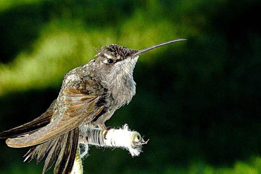 El colibrí hembra Esperanza.