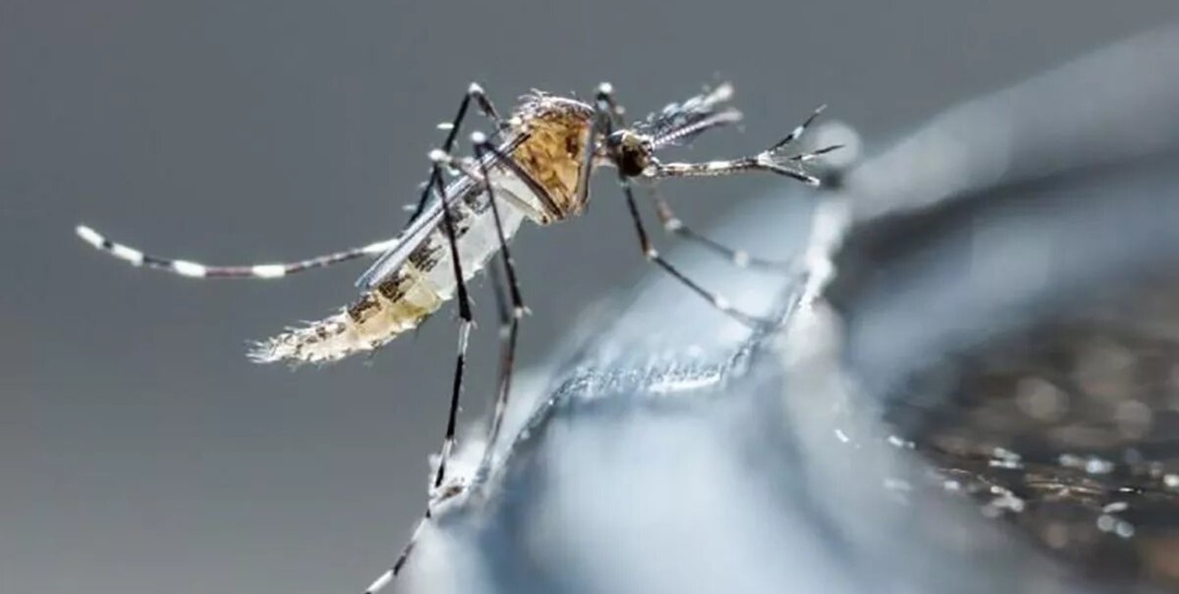 Los casos de dengue no paran de crecer en Santa Fe: 14 internados, 1 adulto y 2 niños en Terapia