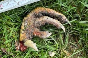 Una mujer hizo un misterioso hallazgo en el jardín de su casa.