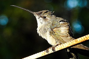 El colibrí hembra Esperanza.