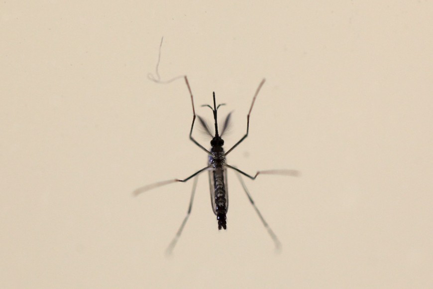 An Aedes aegypti mosquitoe is seen at the Laboratory of Entomology and Ecology of the Dengue Branch of the U.S. Centers for Disease Control and Prevention in San Juan, March 6, 2016.  Picture taken March 6, 2016. REUTERS/Alvin Baez  costa rica san juan  mosquito aedes aegypti en laboratorio epidemiologico de san juan epidemia de zika