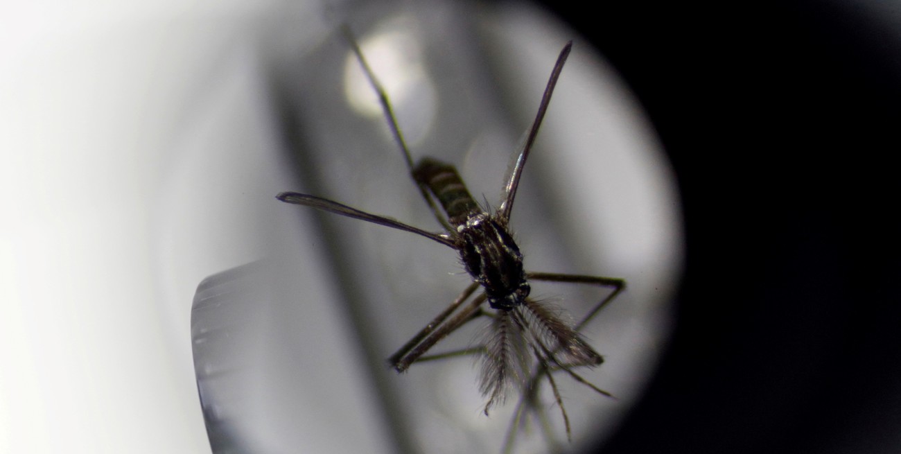 Especialista advierte que el dengue ahora es "autóctono y propio"