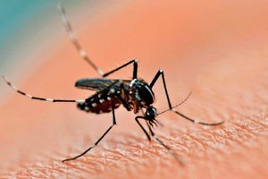 Las condiciones medioambientales cambiantes están afectando a la distribución geográfica de las enfermedades infecciosas y la región es endémica para el dengue.