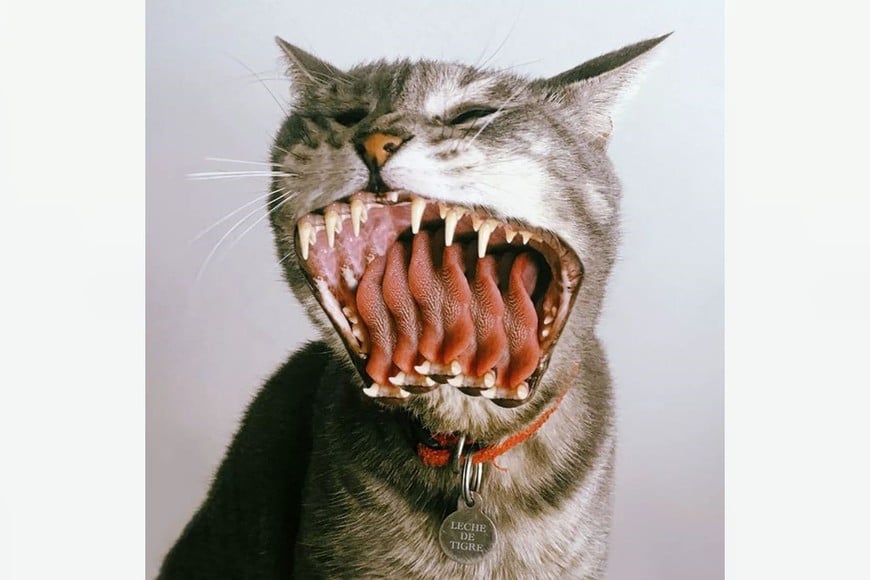 Portada de "Leche de tigre", séptimo álbum de la banda colombiana Diamante Eléctrico.