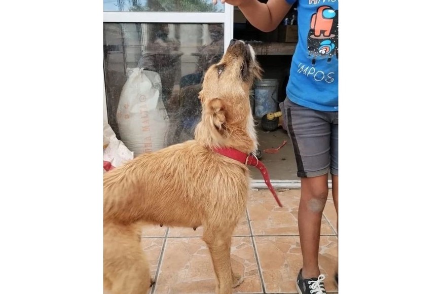 Así se encuentra hoy la perra. Después que fue rescatada, se esta recuperando.