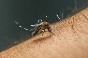 La capital santafesina reportó este jueves la primera muerte vinculada a dengue. 