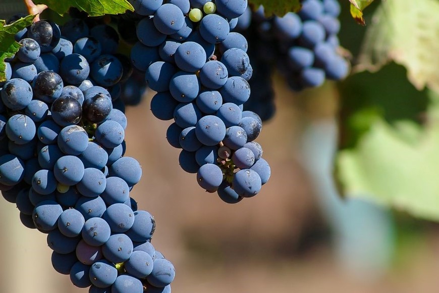 En Argentina el vino llegó a mediados del siglo XVI