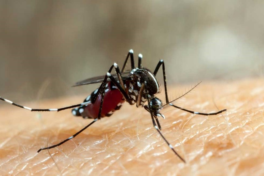 Dengue Repelente boom mosquitos rosario