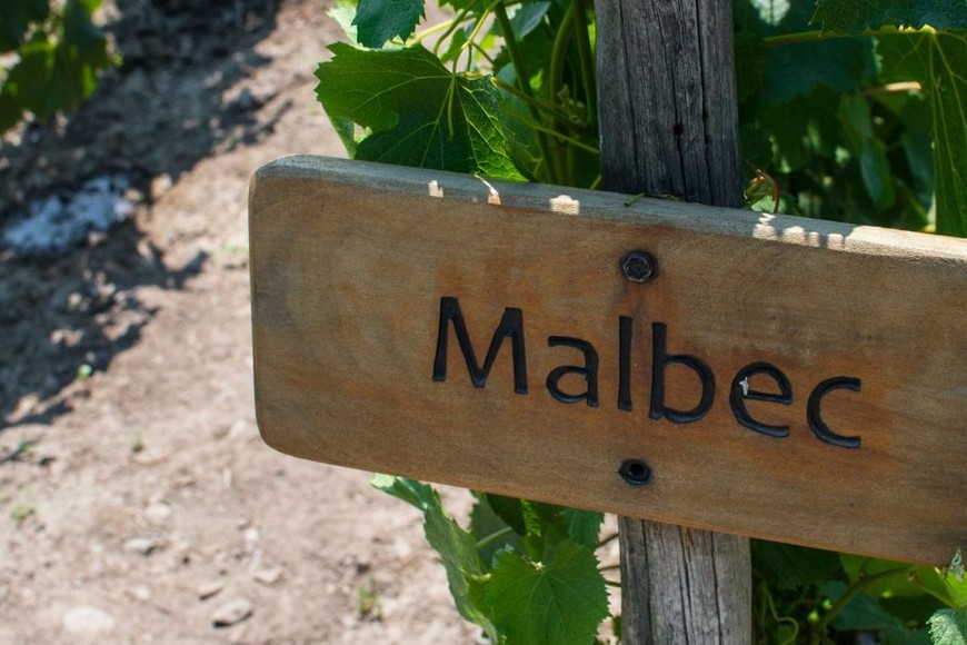 El Malbec sigue consolidándose como la variedad más exportada