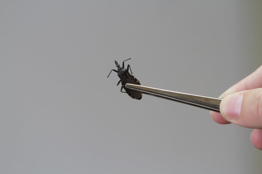 La enfermedad de Chagas es causada por el parásito Trypanosoma cruzi, transmitida por las vinchucas.