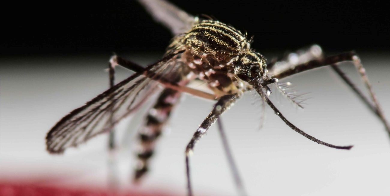 Dengue: hay 15 personas internadas en la provincia de Santa Fe, una en terapia