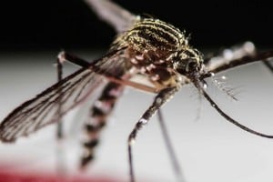 El Aedes aegypti es el mosquito que, una vez infectado, transmite la enfermedad. 