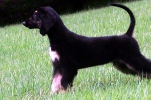 Snuppy era un lebrel afgano. Créditos: Seoul National University/Reuters