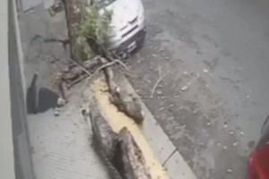 El momento en que cayó el árbol.