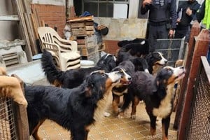 Los animales rescatados fueron trasladados y resguardados en una ONG. Crédito: Policía de la ciudad de Buenos Aires.