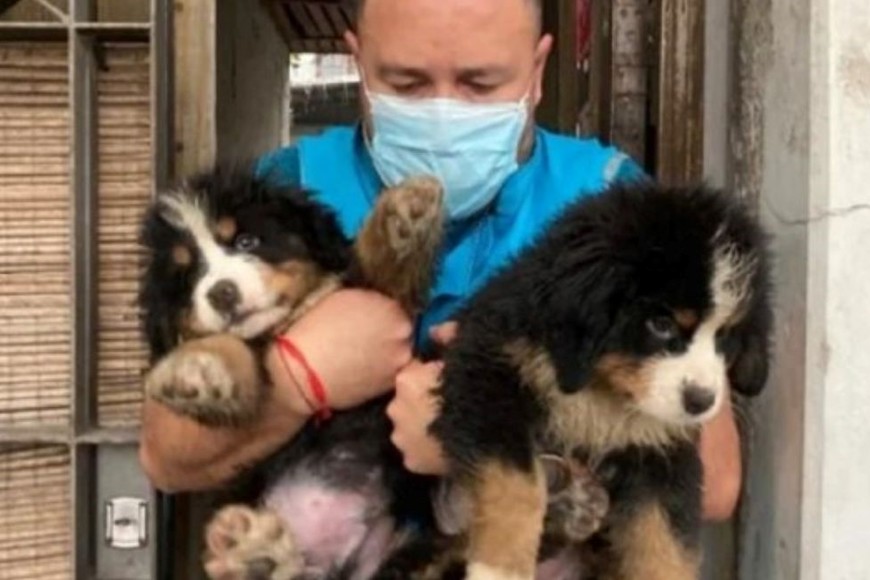 Los animales rescatados fueron trasladados y resguardados en una ONG. Crédito: Policía de la ciudad de Buenos Aires.